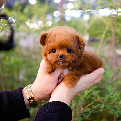 Poodle - Obong (Male)