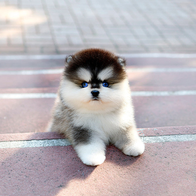 Pomsky - Ppodong (Male)