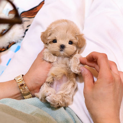 Maltipoo - Poyu (Male)