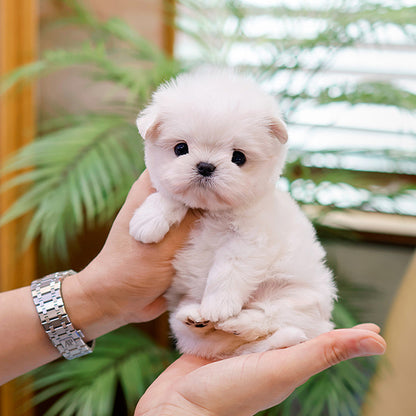 Maltese - Allo (Female)