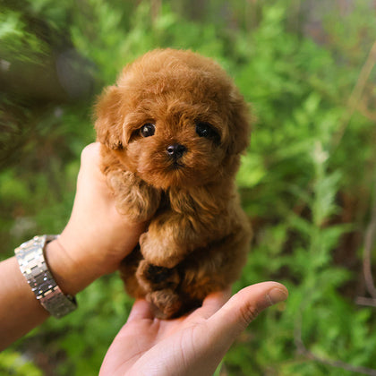 Poodle - Chaka (Female)