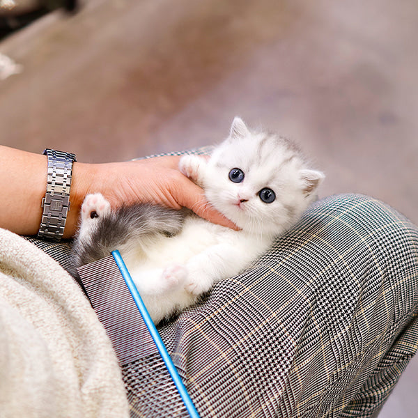 Munchkin - Joraeng (Male)