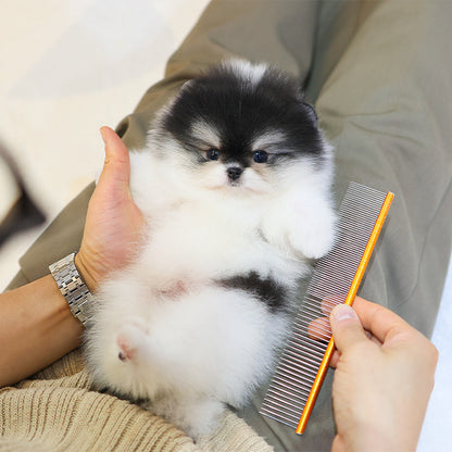 Pomeranian - Wuyu (Male)