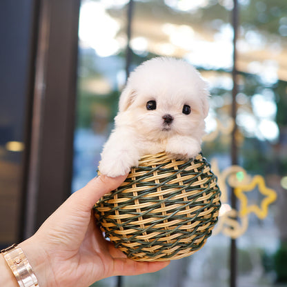Maltese - Danny (Male)