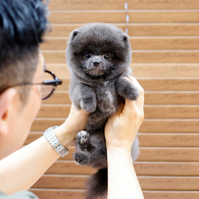 Pomeranian - Pia (Female)