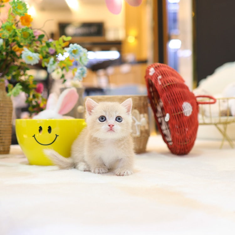 Munchkin - Ppangyi (Male)