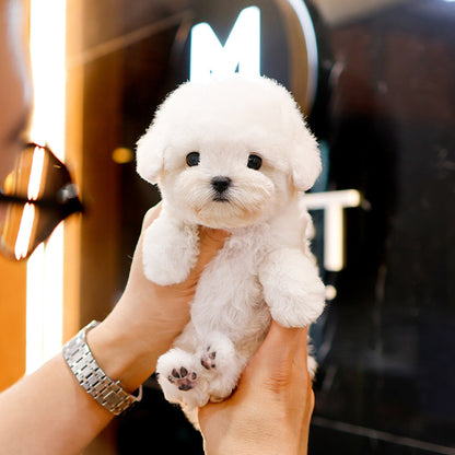 Bichon Frise - Chyuu (Female)