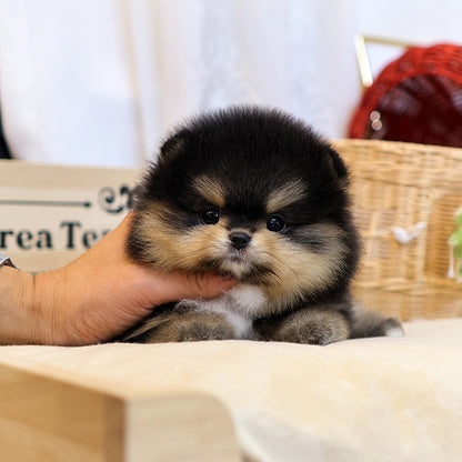 Pomeranian - Baengkeu (Male)