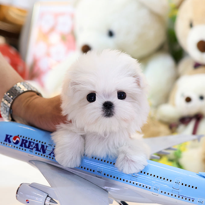 Maltese - Chijeu (Female)