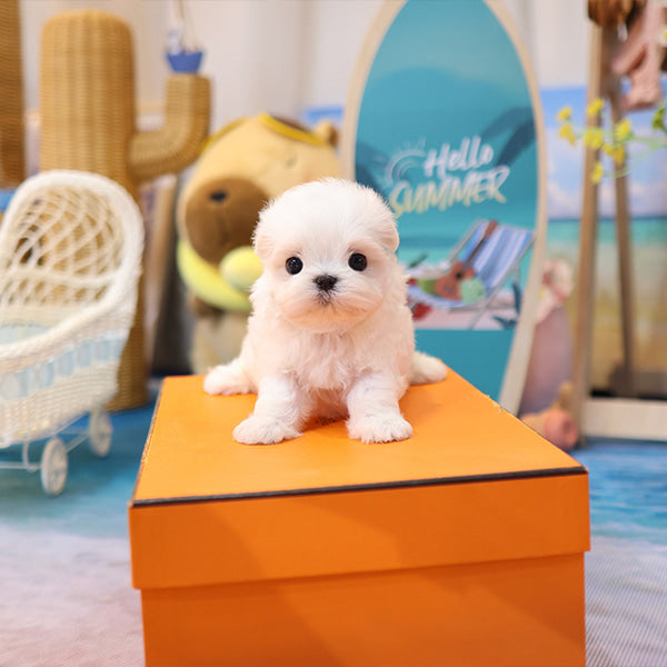 Maltese - Tini (Female)