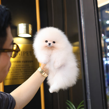 Pomeranian - Poni (Female)