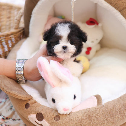 Poodle - Qua (Female)