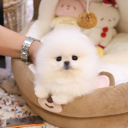 Pomeranian - Kkona (Female)