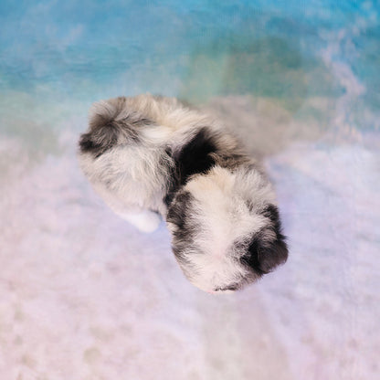 Maltipoo - Chewy (Female)