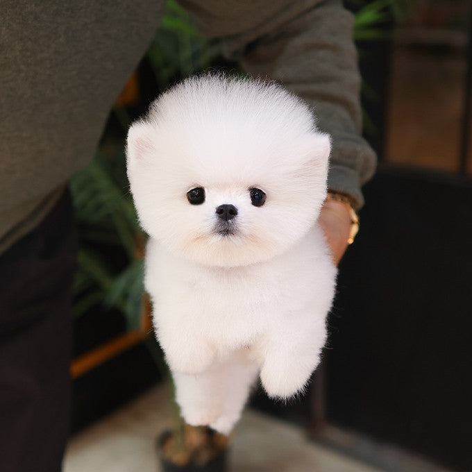 Pomeranian - Chappo (Male)