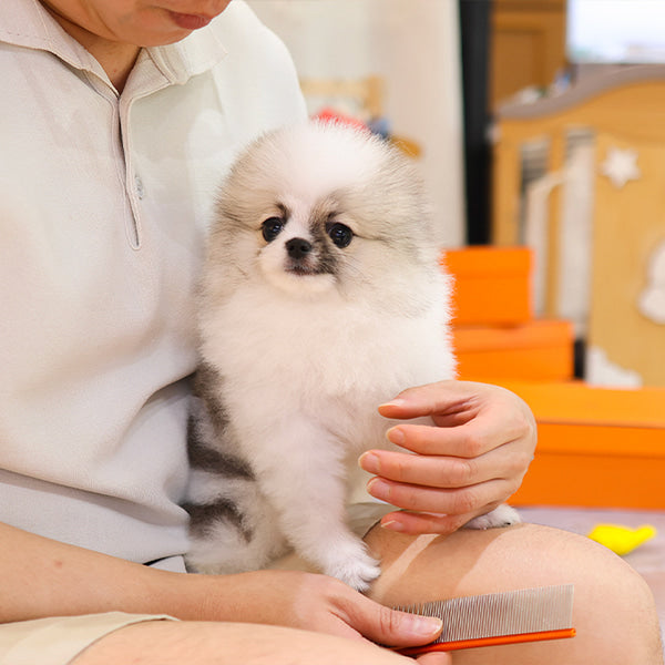 Pomeranian -  Powoo (Male)