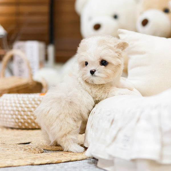 Maltipoo - Joyong (Female)