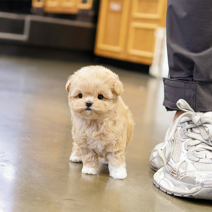 Maltipoo - Arong (Female)