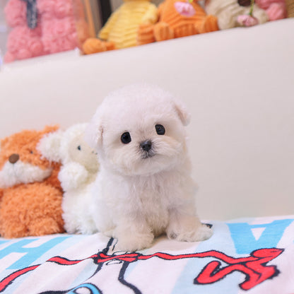 Bichon Frise - Chongchong (Male)