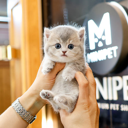 Munchkin - Ttangkong (Male)