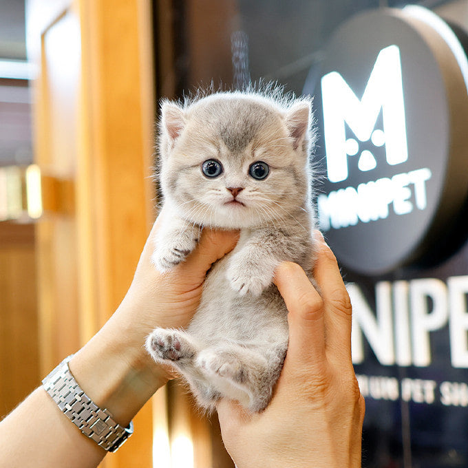 Munchkin - Ttangkong (Male)