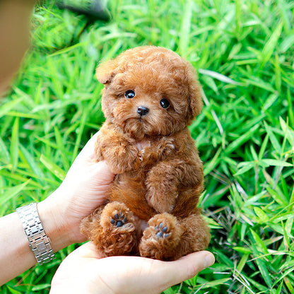 Poodle - Seungyu (Male)