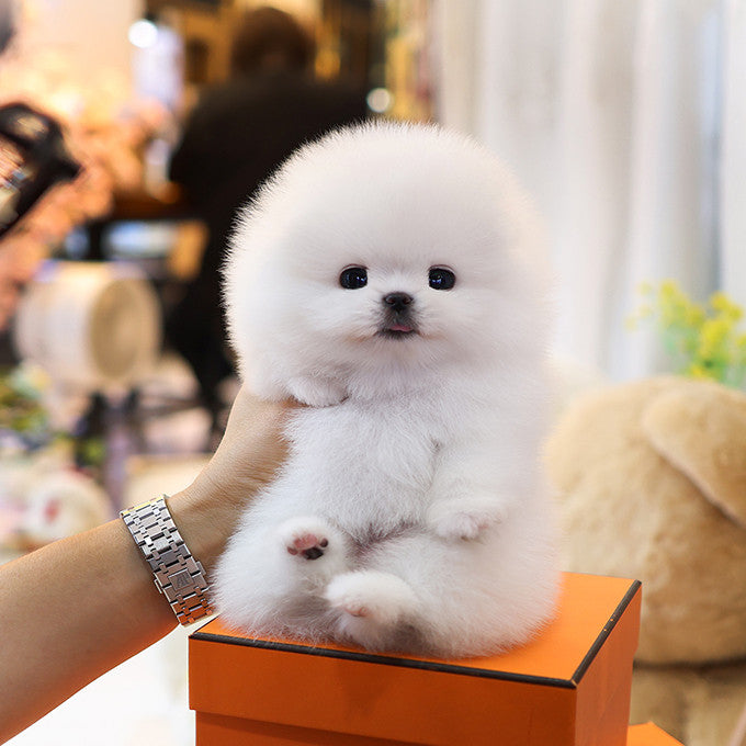 Pomeranian - Yeonhui (Female)