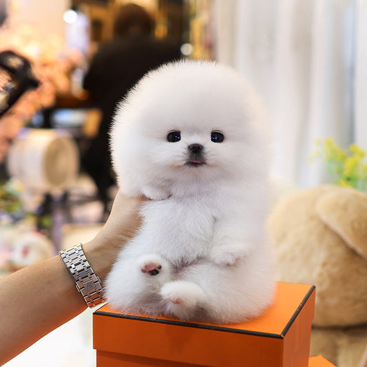 Pomeranian - Yeonhui (Female)
