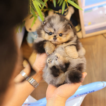 Pomeranian - Mongyi (Female)