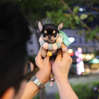 Chihuahua - Cocoa (Female)