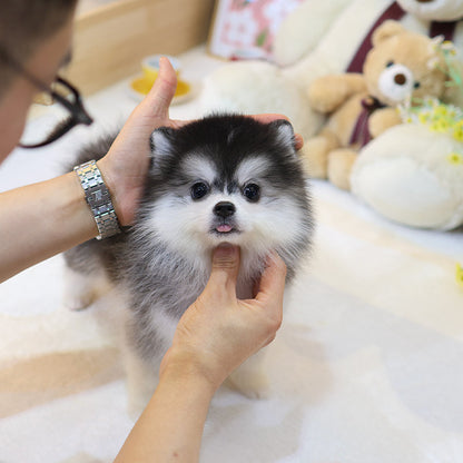 Pomsky -  Ska (Male)