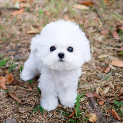 Bichon Frise - Tipi (Male)