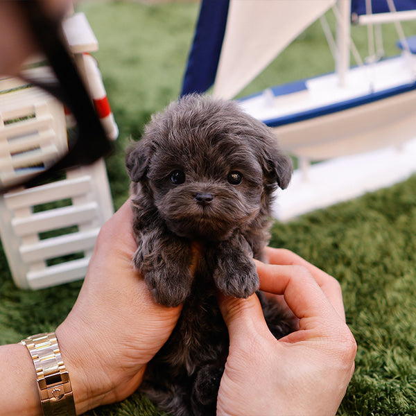 Maltipoo - Beulbi (Male)