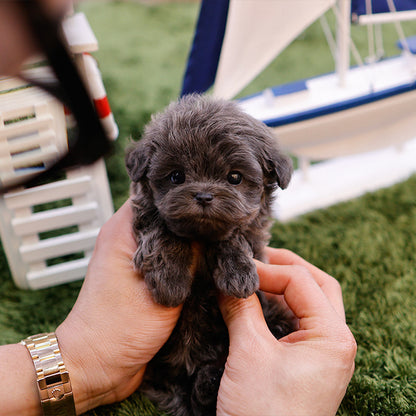 Maltipoo - Beulbi (Male)