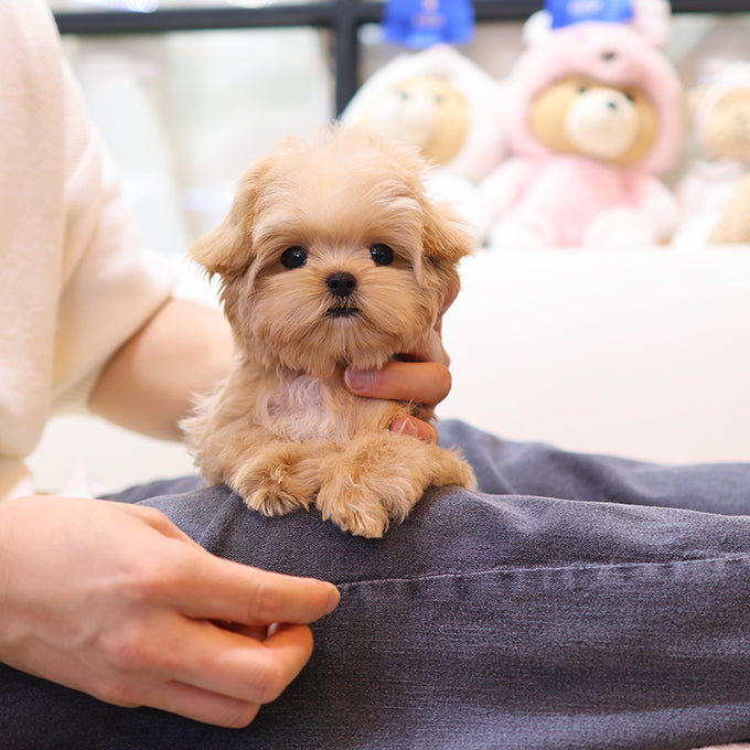 Maltipoo - Ruka (Female)