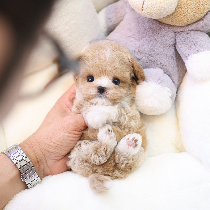 Maltipoo - Kkoming (Male)