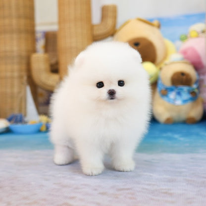Pomeranian - Bona (Female)