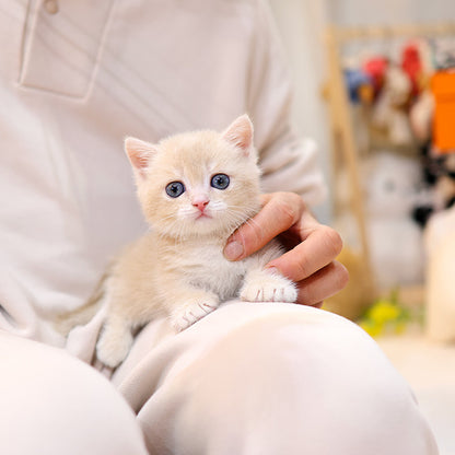 Munchkin - Ppangyi (Male)