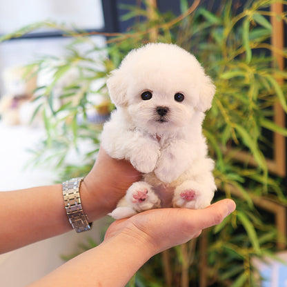 Bichonfrise - Puri (Male)