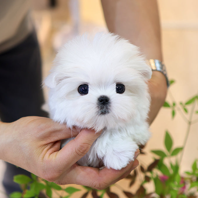 Maltese - Chijeu (Female)