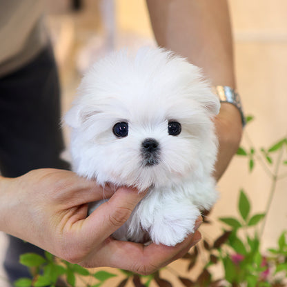 Maltese - Chijeu (Female)