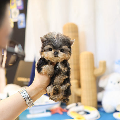 Yorkshire Terrier - Elri (Male)