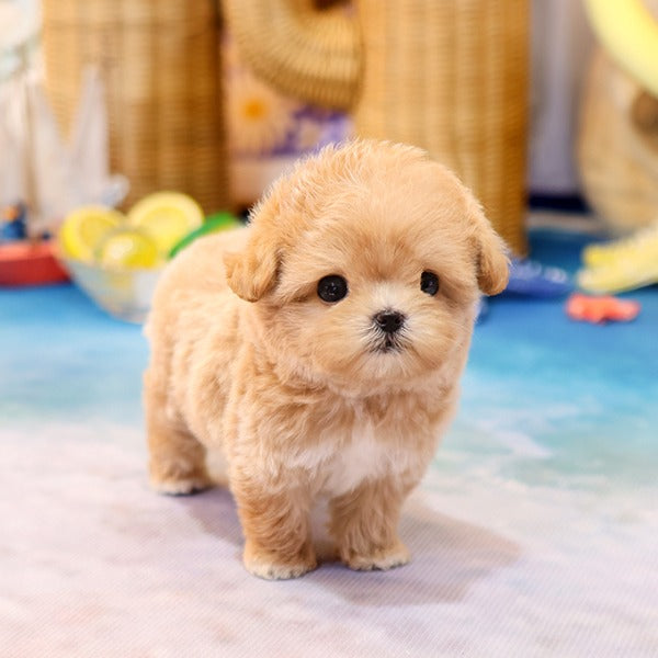 Maltipoo - Kuro (Female)