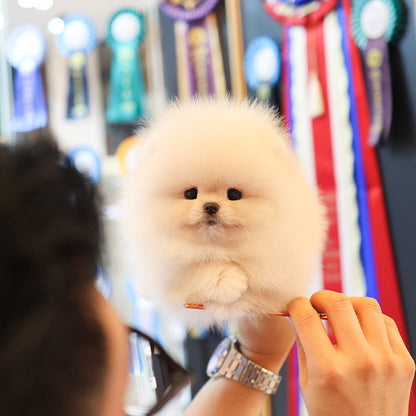 Pomeranian - Ppoya (Female)