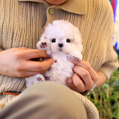 Maltese - Romein (Male)