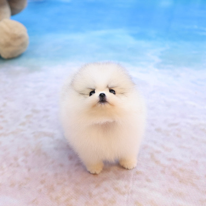 Pomeranian - Popo (Female)
