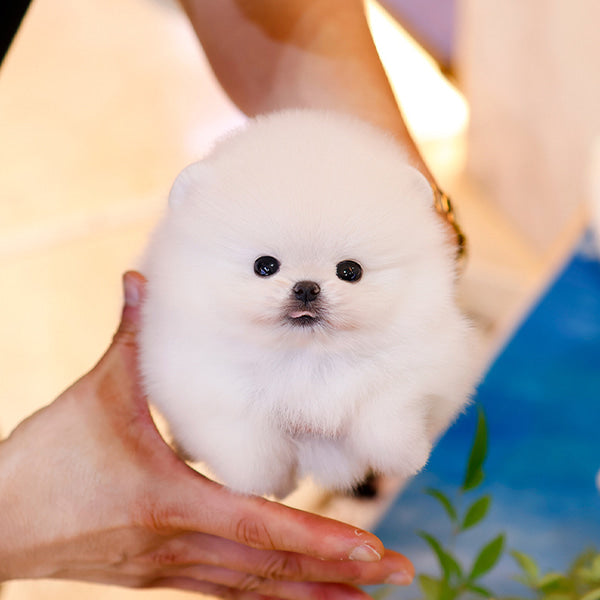 Pomeranian - Mamel (Female)