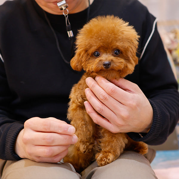 Poodle - Tooni (Male)