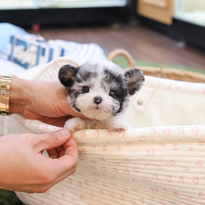 Poodle - Seolgi (Female)