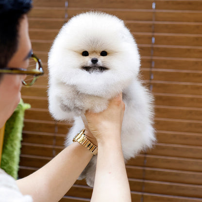 Pomeranian - Rokhi (Male)
